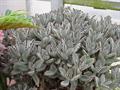 panda plant